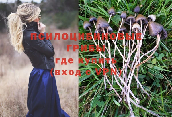 PSILOCYBIN Богородицк